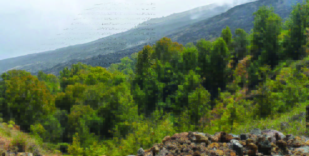 Randonnée de 4 et 5 heures menant à la ville de Mosteiros en passant par le parc naturel de Monte Velha et par la petite communauté de Pai António avec ses plantations de bananes et de café